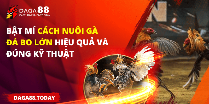 Bật Mí Cách Nuôi Gà Đá Bo Lớn Hiệu Quả Và Đúng Kỹ Thuật