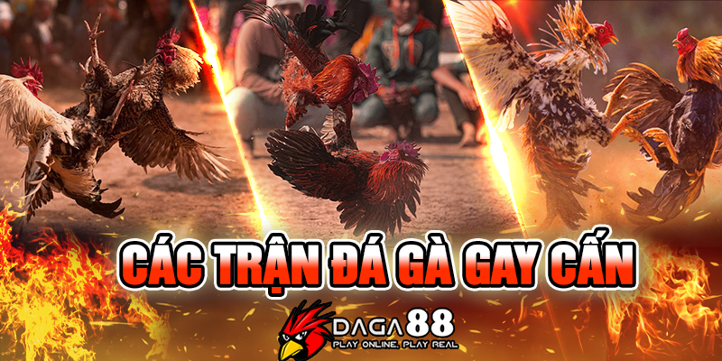 Chất lượng các trận đấu đá gà được phát trực tiếp tại Daga88.today luôn được đánh giá cao