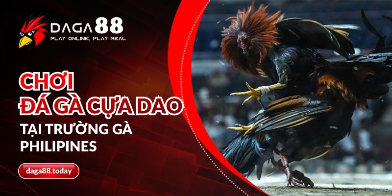 Chơi đá gà cựa dao cựa dao tại trường gà Philipines