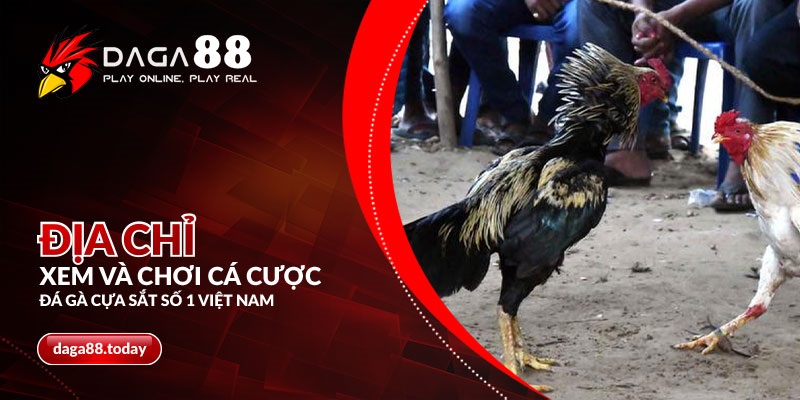DAGA88 - Địa chỉ xem và chơi cá cược đá gà cựa sắt số 1 Việt Nam