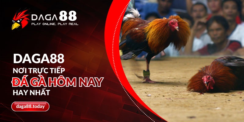 DAGA88 - Nơi trực tiếp đá gà hôm nay hay nhất 