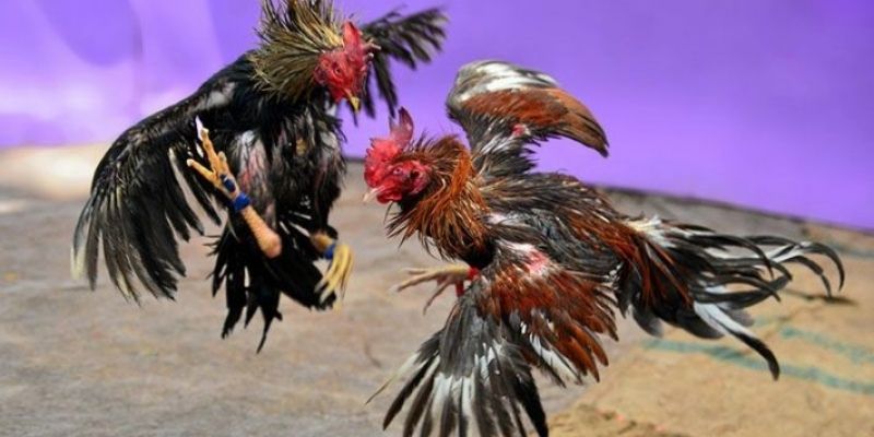 Ưu điểm của đá gà cựa sắt Thomo