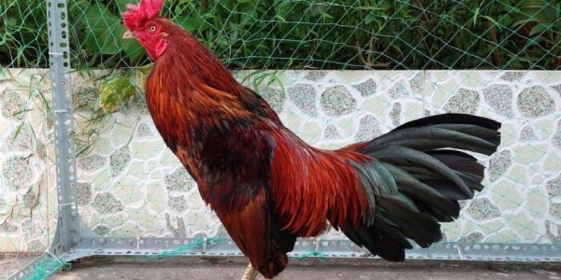 gà đá cựa sắt tại Thomo