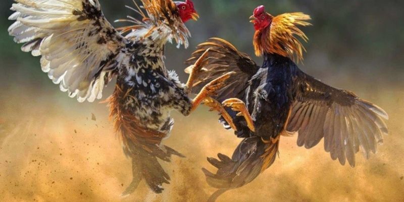 Đá gà cựa sắt là gì?