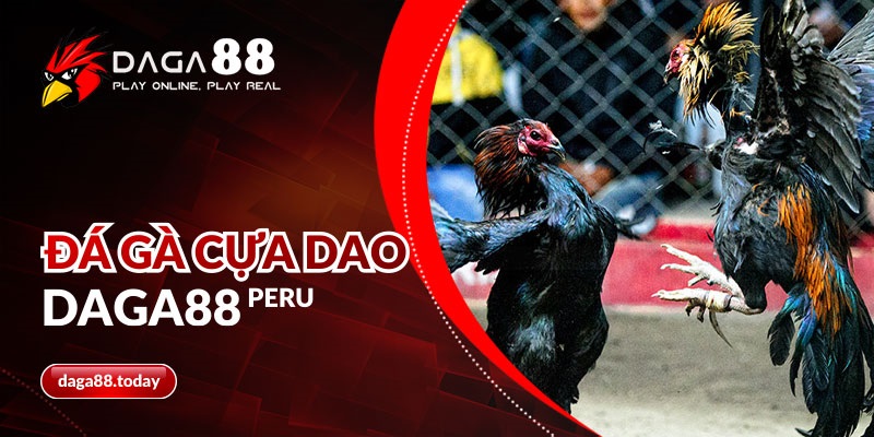 Đá gà cựa dao DAGA88 Peru