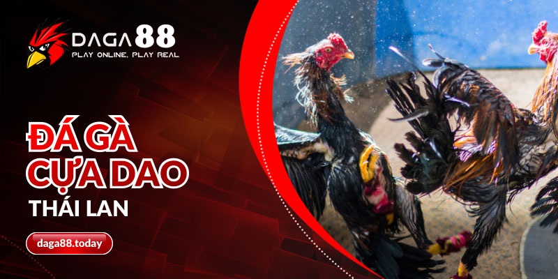 Đá gà cựa dao Thái Lan