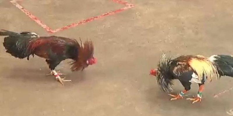 Đá gà cựa sắt Campuchia là gì?