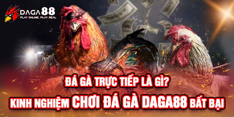 Đá gà trực tiếp là gì. Kinh nghiệm chơi đá gà DAGA88 bất bại