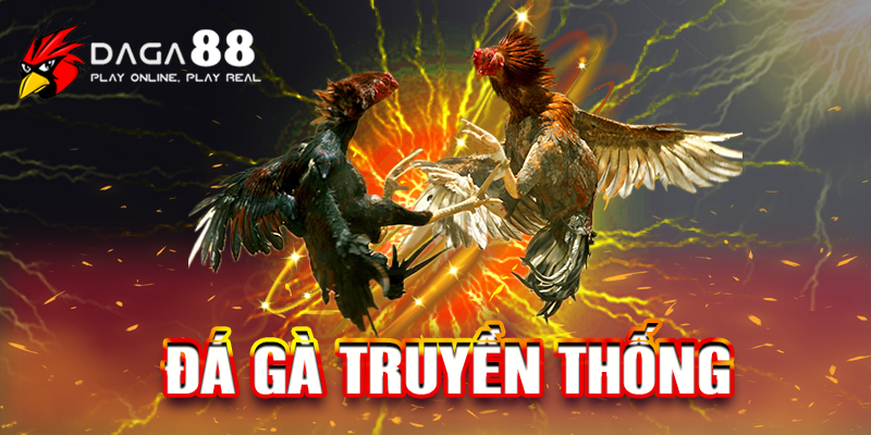 Đá gà trực tiếp là một hình thức chơi hiện đại được phát triển từ đá gà truyền thống