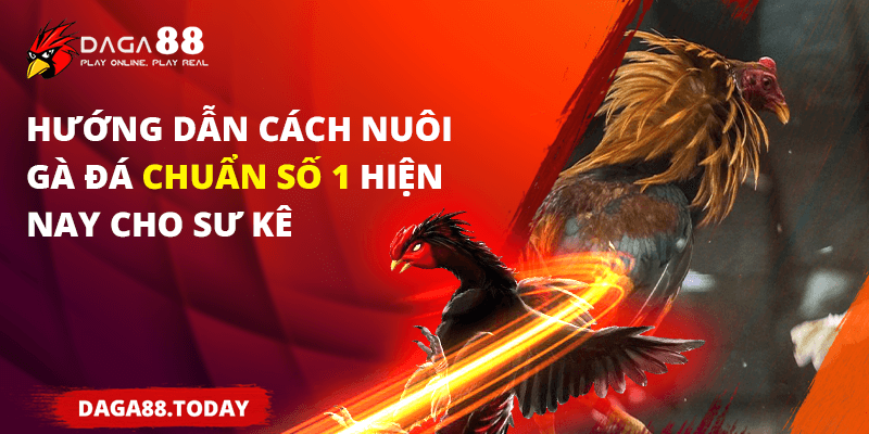 Hướng dẫn cách nuôi gà chuẩn số 1 hiện nay cho sư