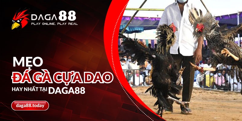 Mẹo đá gà cựa dao hay nhất