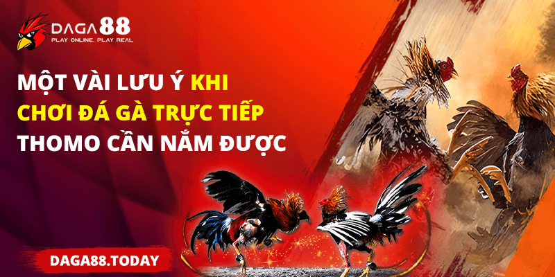 Một vài lưu ý khi chơi đá gà trực tiếp thomo cần nắm được