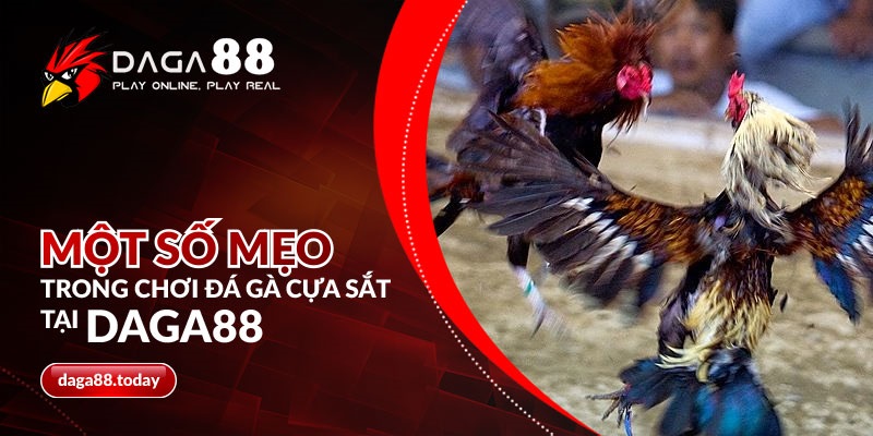 Một số mẹo trong chơi đá gà cựa sắt tại DAGA88