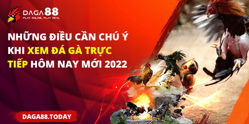 Những điều cần chú ý khi xem đá gà trực tiếp hôm nay