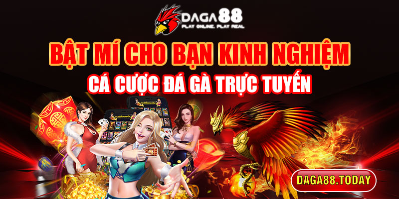 Bật mí kinh nghiệm cá cược đá gà trực tuyến
