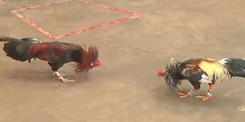 Đá gà trực tuyến là gì?