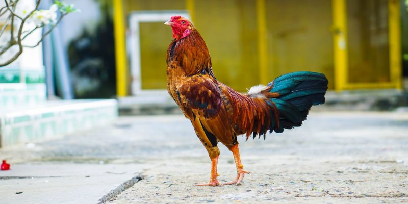 Gà đá yêu cầu rất cao về ngoại hình và thể lực
