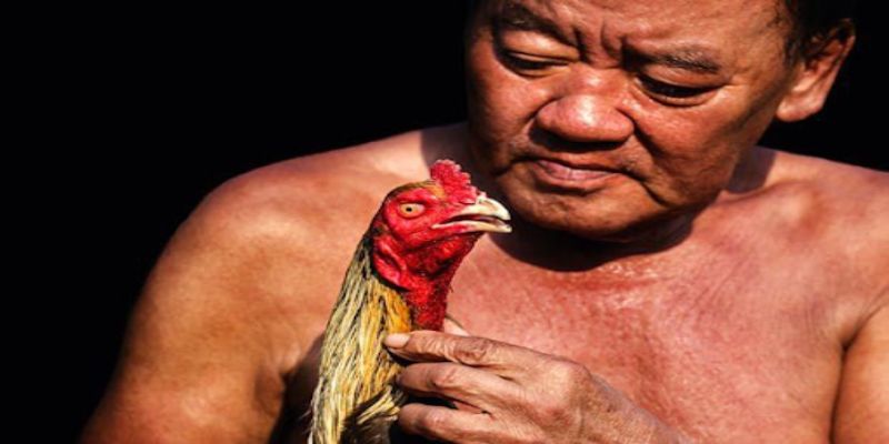 Kỹ thuật rất quan trọng trong cách nuôi gà đá cựa sắt có lực