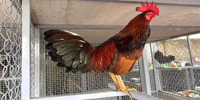 Chuồng trại của gà đá cựa sắt cần thông thoáng