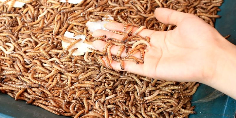 Vô mồi trong cách nuôi gà đá cựa sắt có lực rất quan trọng