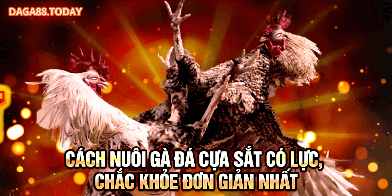 Cách nuôi gà đá cựa sắt có lực