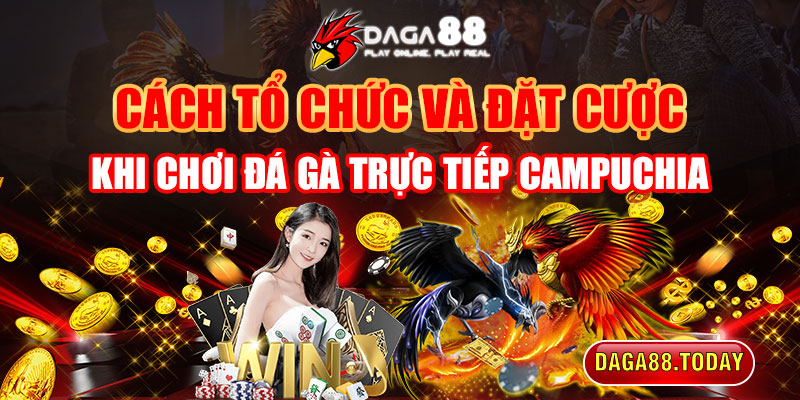 Cách Tổ Chức Và Đặt Cược Đá Gà Trực Tiếp Campuchia