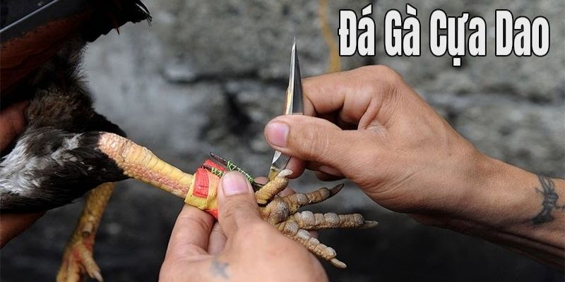 Thiết kế dao ở cựa gà