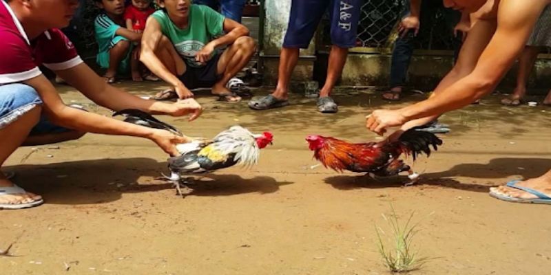 Cách đặt cược khi chơi đá gà trực tiếp Campuchia