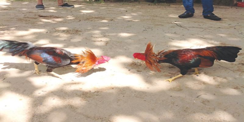 Lưu ý để tránh bị lừa đảo khi tham gia đá gà Campuchia