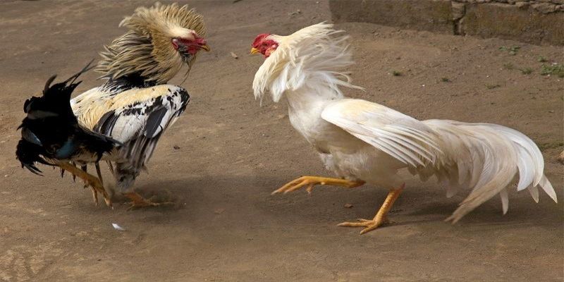 Đá gà trực tiếp hôm nay là gì? 