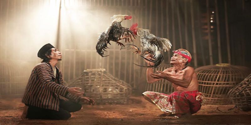 Những điểm chú ý khi xem đá gà trực tiếp hôm nay