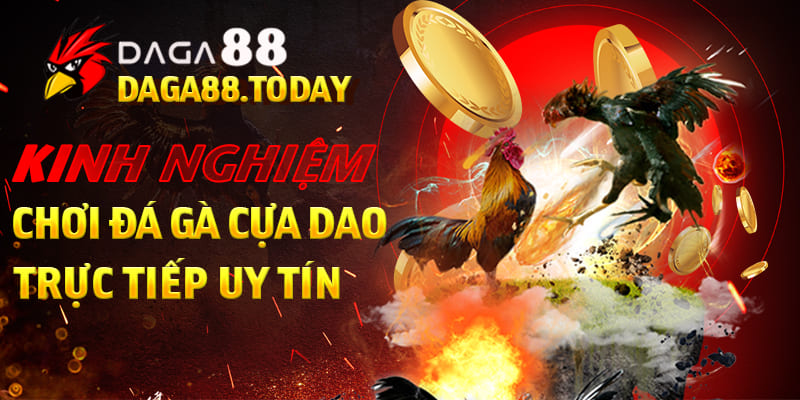 Kinh nghiệm chơi đá gà cựa dao trực tiếp chi tiết
