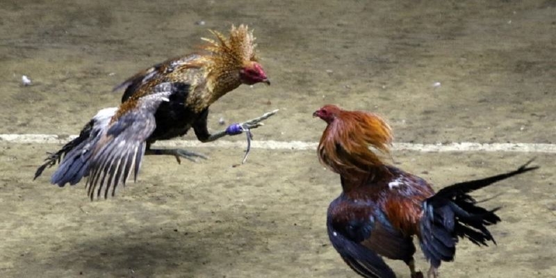 Những trận đá gà cựa sắt hay nhất