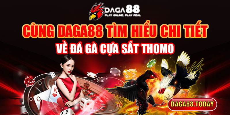 tìm hiểu về đá gà cựa sắt thomo