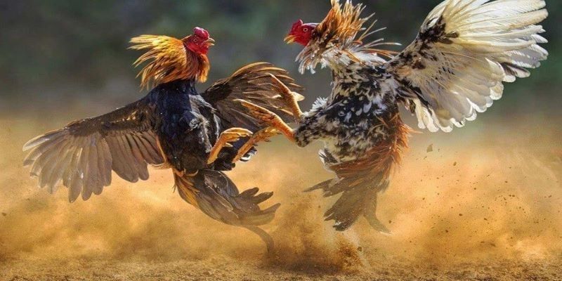Xem trực tiếp đá gà cựa dao