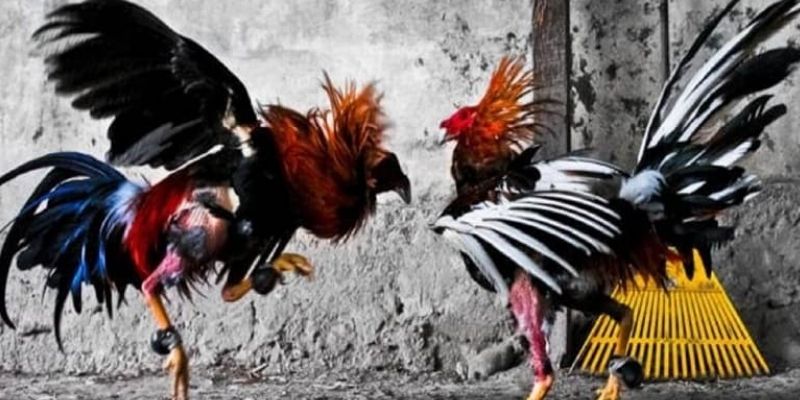 Xem đá gà cựa dao trực tiếp Campuchia