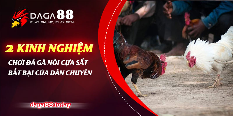 2 Kinh Nghiệm Chơi Đá Gà Nòi Cựa Sắt Bất Bại Của Dân Chuyên