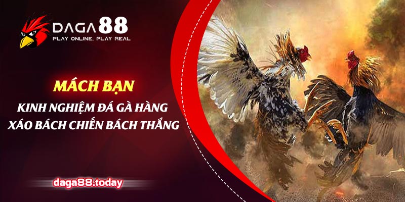 Mách Bạn Kinh Nghiệm Đá Gà Hàng Xáo Bách Chiến Bách Thắng