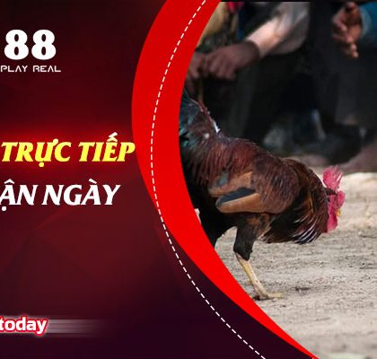 Xem Đá Gà Trực Tiếp Có Bình Luận Ngày Hôm Nay