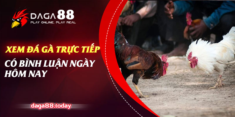 Xem Đá Gà Trực Tiếp Có Bình Luận Ngày Hôm Nay