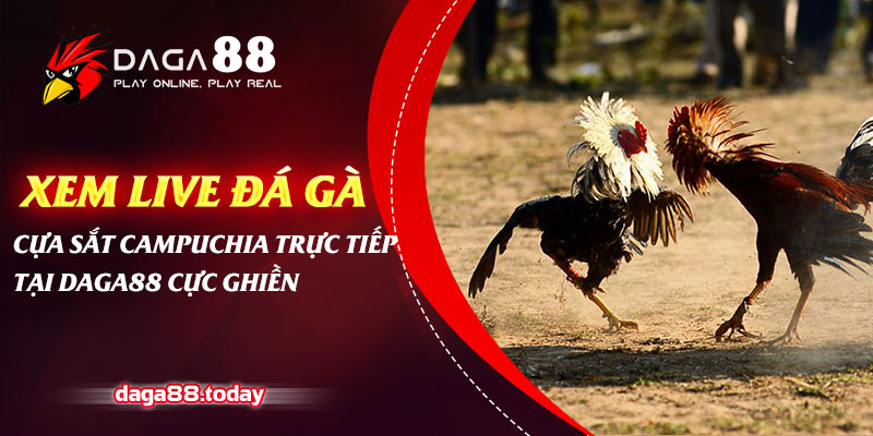 Xem Đá Gà Cựa Sắt Campuchia Trực Tiếp Tại Đá Gà 88