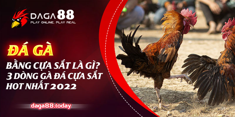Đá Gà Bằng Cựa Sắt Là Gì? 3 Dòng Gà Đá Cựa Sắt Hot Nhất 2022
