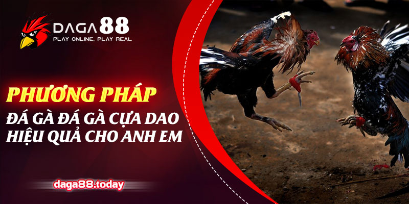 Phương Pháp Đá Gà Cựa Dao Hiệu Quả Cho Anh Em