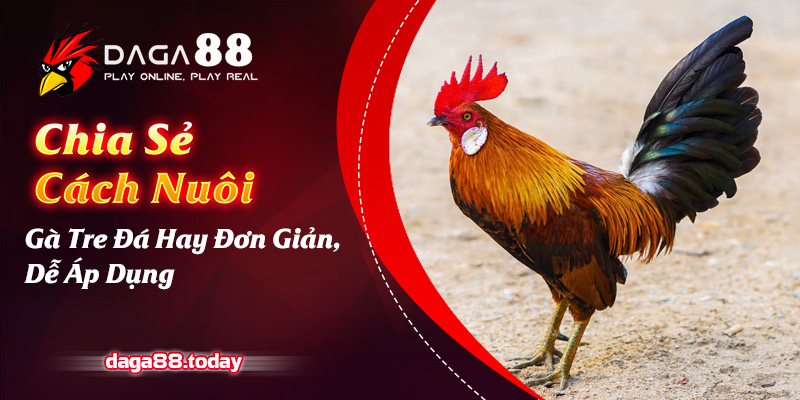 Chia Sẻ Cách Nuôi Gà Tre Đá Hay Đơn Giản, Dễ Áp Dụng