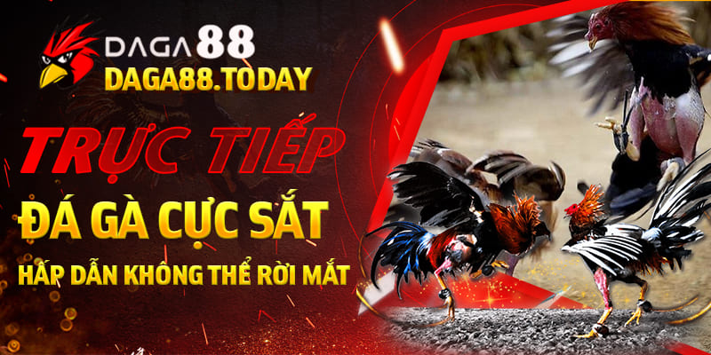 Trực Tiếp Đá Gà Cựa Sắt Hấp Dẫn Không Thể Rời Mắt