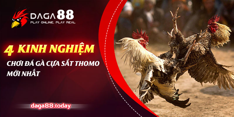 4 Kinh Nghiệm Chơi Đá Gà Cựa Sắt Thomo Mới Nhất