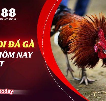 Địa Chỉ Coi Đá Gà Trực Tiếp Hôm Nay Uy Tín Nhất