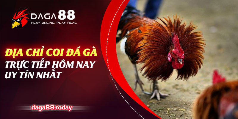 Địa Chỉ Coi Đá Gà Trực Tiếp Hôm Nay Uy Tín Nhất