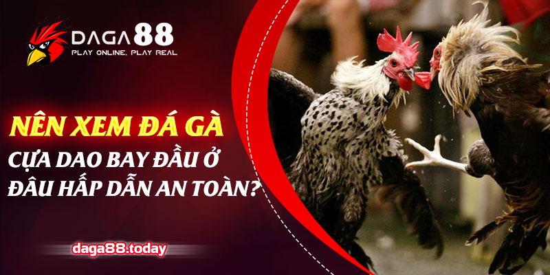 Nên xem đá gà cựa dao bay đầu ở đâu hấp dẫn an toàn