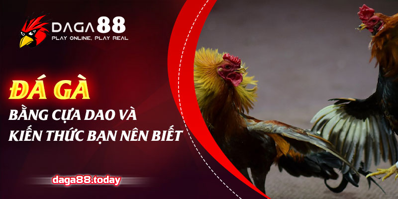 Phương Pháp Đá Gà Cựa Dao Hiệu Quả Cho Anh Em
